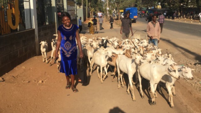 Goats galore